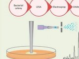 “菌”说丨静态 LESA 原位质谱法表征大肠杆菌菌落中的完整蛋白质
