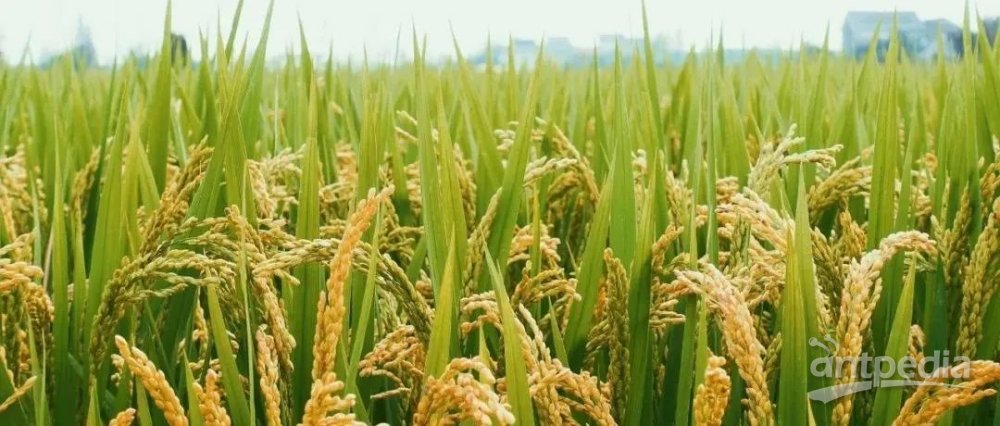 微波消解-氢化物原子荧光法|稻米中砷含量的测定