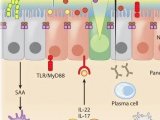 综述(上)| Annu. Rev. Immunol.：肠道微生物群、上皮细胞和免疫细胞之间的互作
