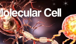 Mol Cell | 时间轨迹的蛋白组分析揭示神经细胞分化过程中细胞器重塑机制