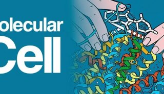 Mol Cell | 浙大医学院王青青/来利华/丁克峰团队揭示乳酸化调控RNA m⁶A修饰促进肿瘤的免疫抑制