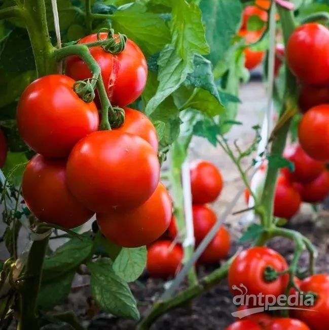 长在哪里的西红柿最好吃？NMR来揭秘！