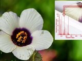 成像 | LESA-HRMS 原位质谱 "看" 懂木槿花