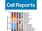 Cell Reports | 肠道菌群可用碳水化合物协同改善宿主代谢功能
