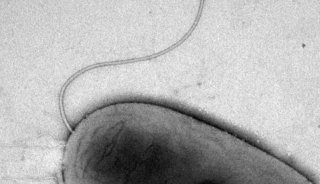 细菌菌毛的高衬度表征Science Signaling封面文章