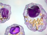 多视角评价细胞吞噬纳米颗粒及其生物毒性效应