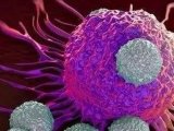 Nature Cell Bology | 天冬酰胺促进T细胞活化和抗肿瘤效应