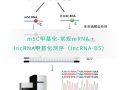 m5C甲基化-常规mRNA